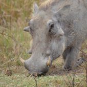  Ngorongoro Crater, TZ